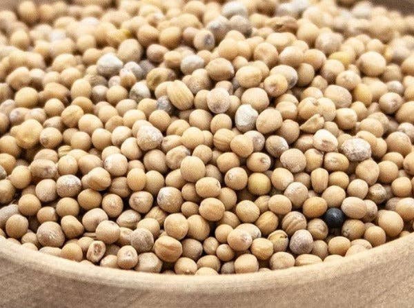 Gula senapsfrön 50ml